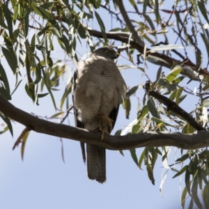 Tachyspiza cirrocephala at Acton, ACT - 31 Oct 2017