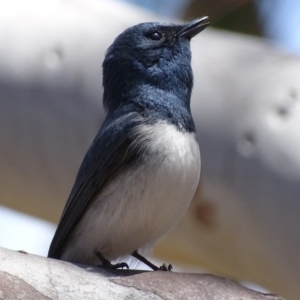 Myiagra rubecula at Deakin, ACT - 31 Oct 2017