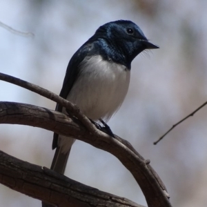 Myiagra rubecula at Deakin, ACT - 31 Oct 2017