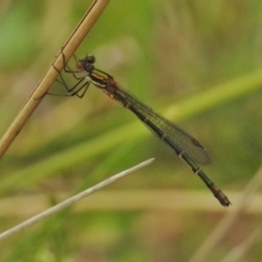 Austrolestes annulosus (Blue Ringtail) at Paddys River, ACT - 31 Oct 2017 by JohnBundock