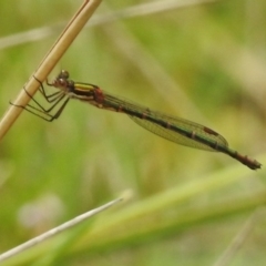 Austrolestes annulosus at Paddys River, ACT - 31 Oct 2017