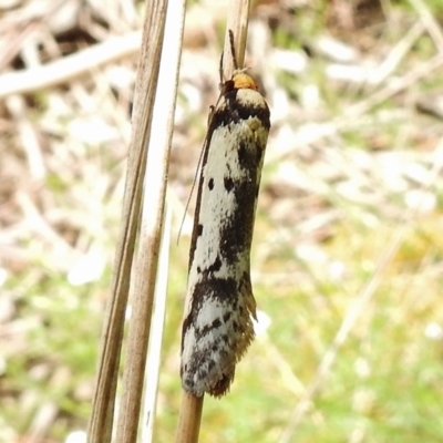 Philobota lysizona (A concealer moth) at Tidbinbilla Nature Reserve - 31 Oct 2017 by JohnBundock