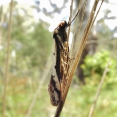 Philobota lysizona at Paddys River, ACT - 31 Oct 2017 12:23 PM