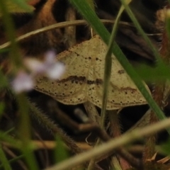 Taxeotis undescribed species nr epigaea (A geometer moth) at Tidbinbilla Nature Reserve - 31 Oct 2017 by JohnBundock