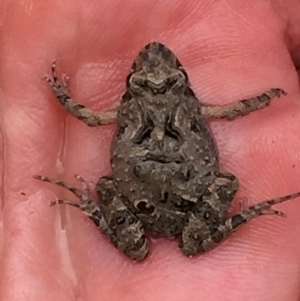 Crinia sp. (genus) at Jerrabomberra, NSW - 1 Nov 2017