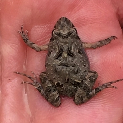 Crinia sp. (genus) (A froglet) at QPRC LGA - 31 Oct 2017 by Wandiyali