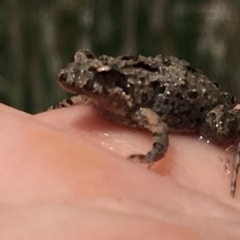 Crinia sp. (genus) at Jerrabomberra, NSW - 1 Nov 2017