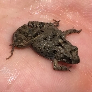 Crinia sp. (genus) at Jerrabomberra, NSW - 1 Nov 2017