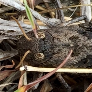 Gastrimargus musicus at Googong, NSW - 22 Dec 2015 03:35 PM