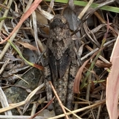 Gastrimargus musicus at Googong, NSW - 22 Dec 2015 03:35 PM