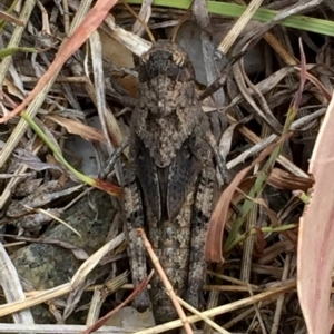 Gastrimargus musicus at Googong, NSW - 22 Dec 2015 03:35 PM