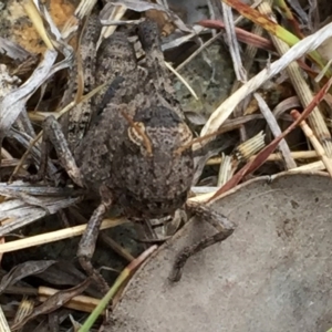 Gastrimargus musicus at Googong, NSW - 22 Dec 2015 03:35 PM