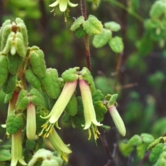 Correa reflexa var. reflexa (Common Correa, Native Fuchsia) at Paddys River, ACT - 16 Feb 2002 by michaelb