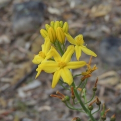 Bulbine glauca (Rock Lily) at Tuggeranong Hill - 24 Oct 2017 by michaelb