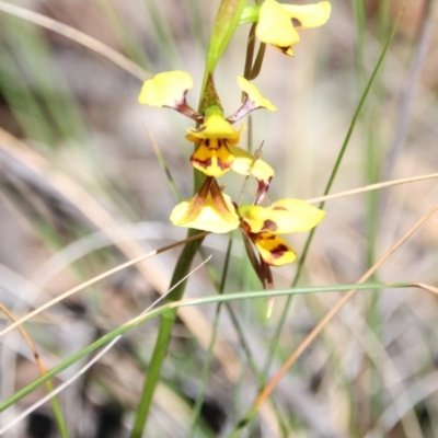 Diuris sulphurea (Tiger Orchid) at Mount Majura - 26 Oct 2017 by petersan