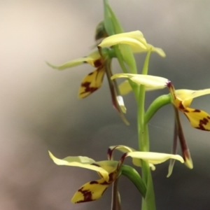 Diuris sulphurea at Canberra Central, ACT - suppressed