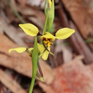 Diuris sulphurea at Canberra Central, ACT - suppressed