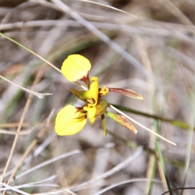 Diuris sulphurea (Tiger Orchid) at Canberra Central, ACT - 31 Oct 2017 by petersan