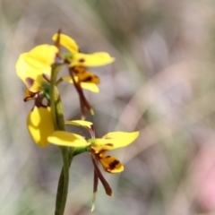 Diuris sulphurea at Canberra Central, ACT - suppressed