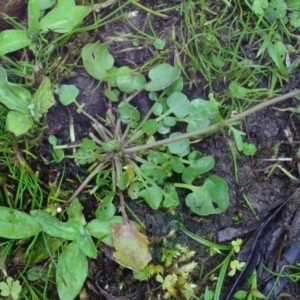 Cardamine paucijuga at Bolaro, NSW - 26 Oct 2017