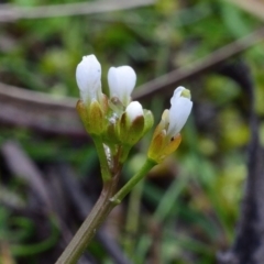 Cardamine paucijuga at Bolaro, NSW - 26 Oct 2017