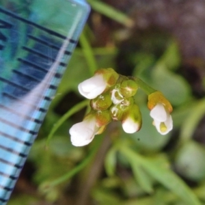 Cardamine paucijuga at Bolaro, NSW - 26 Oct 2017