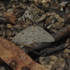 Taxeotis subvelaria (Neat Taxeotis) at Paddys River, ACT - 31 Oct 2017 by JohnBundock