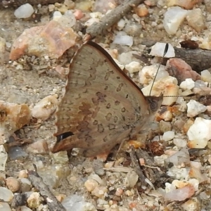 Paralucia aurifera at Paddys River, ACT - 31 Oct 2017