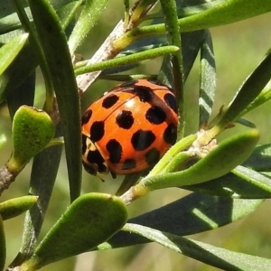 Harmonia conformis at Paddys River, ACT - 31 Oct 2017