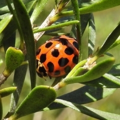 Harmonia conformis (Common Spotted Ladybird) at Paddys River, ACT - 31 Oct 2017 by JohnBundock