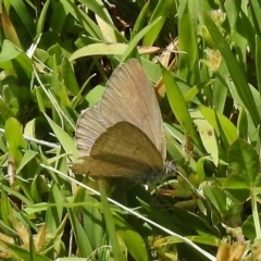 Zizina otis (Common Grass-Blue) at Tidbinbilla Nature Reserve - 31 Oct 2017 by JohnBundock