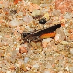 Cryptobothrus chrysophorus (Golden Bandwing) at Paddys River, ACT - 31 Oct 2017 by JohnBundock