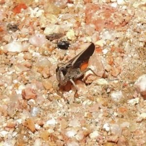 Cryptobothrus chrysophorus at Paddys River, ACT - 31 Oct 2017 10:42 AM