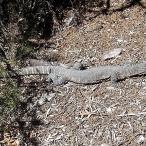 Varanus rosenbergi at Wamboin, NSW - suppressed