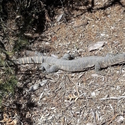 Varanus rosenbergi (Heath or Rosenberg's Monitor) at QPRC LGA - 1 Nov 2017 by Varanus