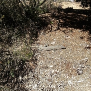 Varanus rosenbergi at Wamboin, NSW - suppressed