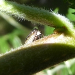 Pogonella minutus (Tiny two-spined treehopper) at Flynn, ACT - 31 Oct 2017 by Christine