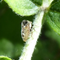 Pogonella minutus at Flynn, ACT - 1 Nov 2017