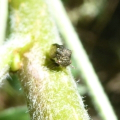 Pogonella minutus at Flynn, ACT - 1 Nov 2017 12:00 AM