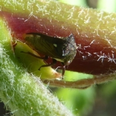 Pogonella minutus at Flynn, ACT - 1 Nov 2017