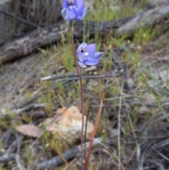 Thelymitra nuda (Scented Sun Orchid) at Cook, ACT - 29 Oct 2017 by CathB