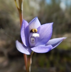 Thelymitra nuda at Cook, ACT - 29 Oct 2017