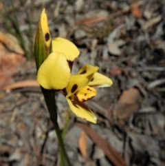 Diuris sulphurea (Tiger Orchid) at Cook, ACT - 31 Oct 2017 by CathB