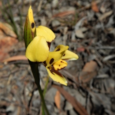 Diuris sulphurea (Tiger Orchid) at Cook, ACT - 31 Oct 2017 by CathB