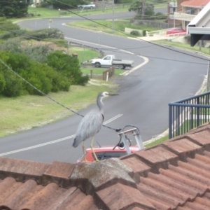 Egretta novaehollandiae at Bermagui, NSW - 1 Nov 2017