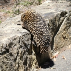 Tachyglossus aculeatus (Short-beaked Echidna) at Canberra Central, ACT - 1 Nov 2017 by AlisonMilton