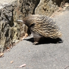 Tachyglossus aculeatus at Canberra Central, ACT - 1 Nov 2017