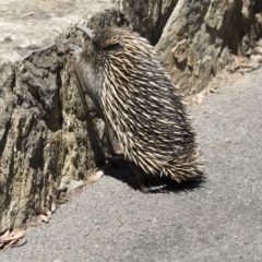 Tachyglossus aculeatus at Canberra Central, ACT - 1 Nov 2017 09:00 AM