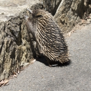 Tachyglossus aculeatus at Canberra Central, ACT - 1 Nov 2017