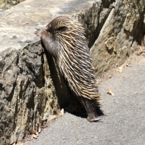 Tachyglossus aculeatus at Canberra Central, ACT - 1 Nov 2017 09:00 AM